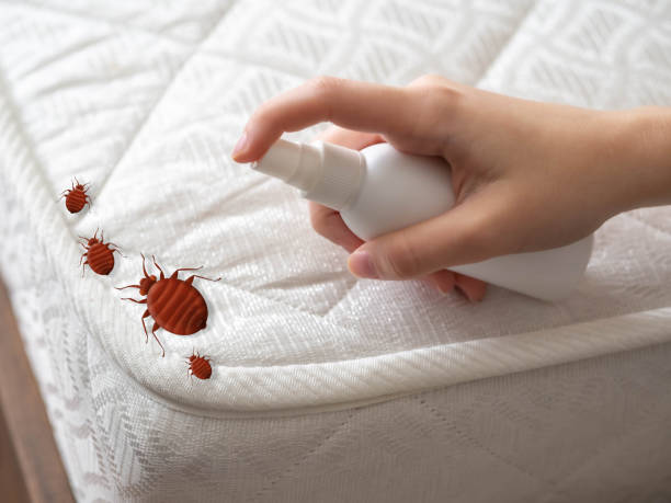 Flea Control Services in Fayette, MO